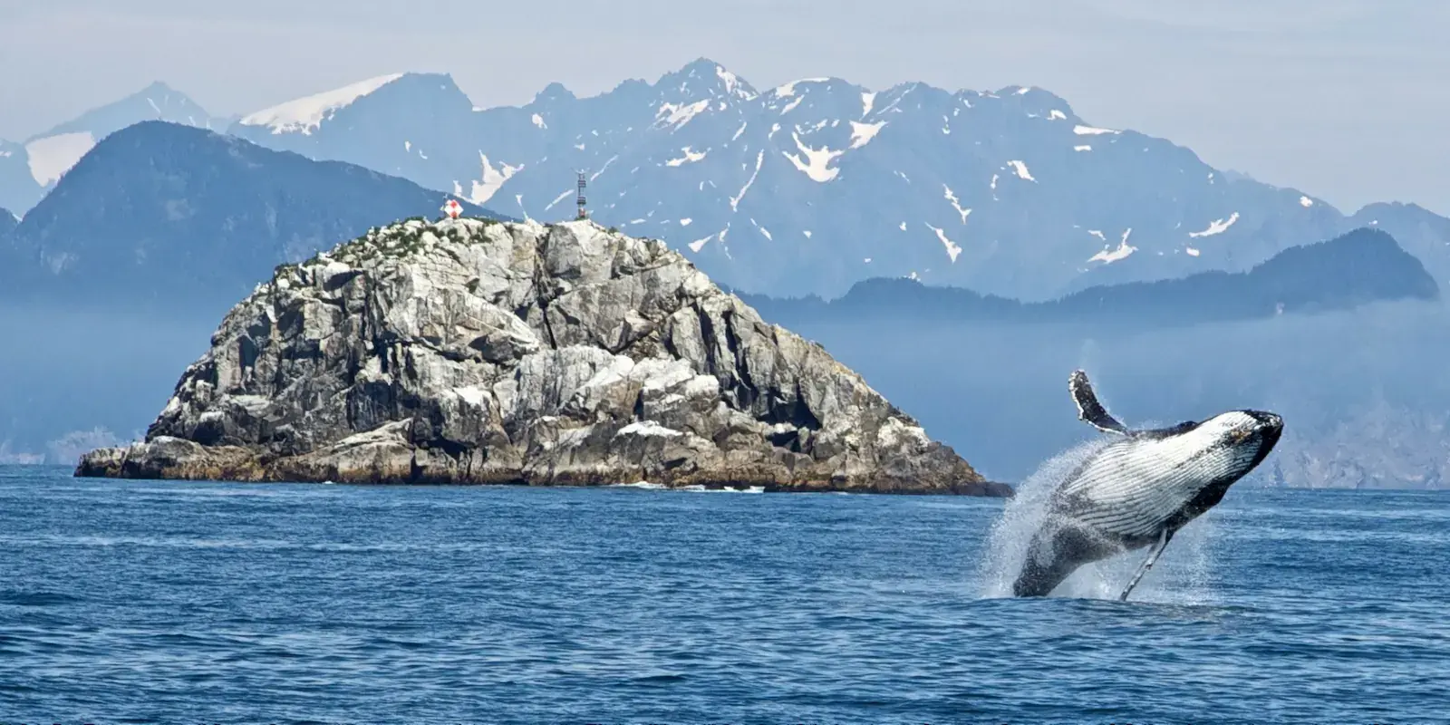 A humpback whale breaching near a rocky island in Southeast Alaska