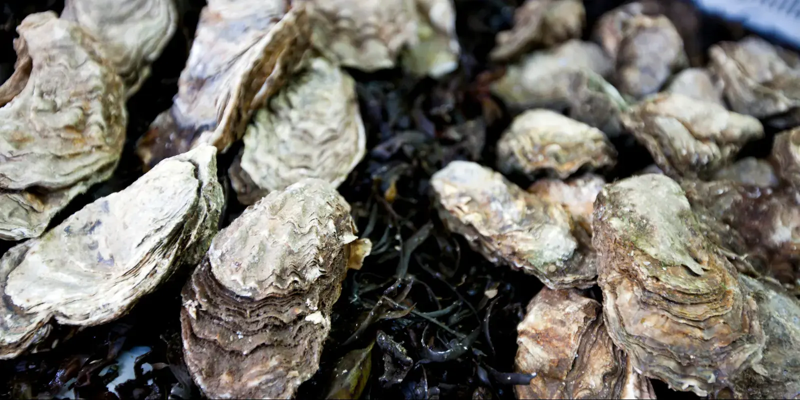 Pacific oysters resting on kelp