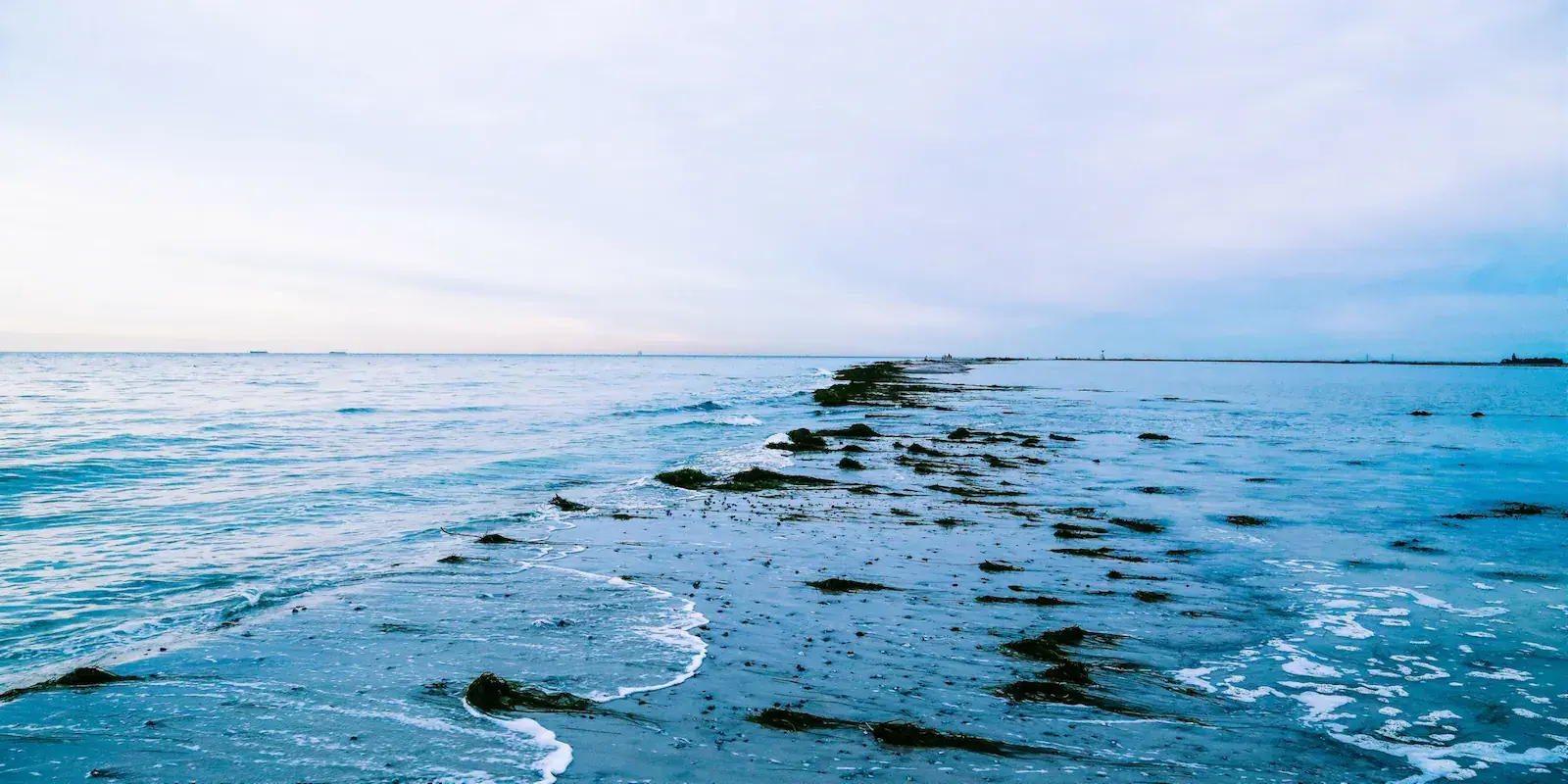 Seaweed-covered tide flats at low tide