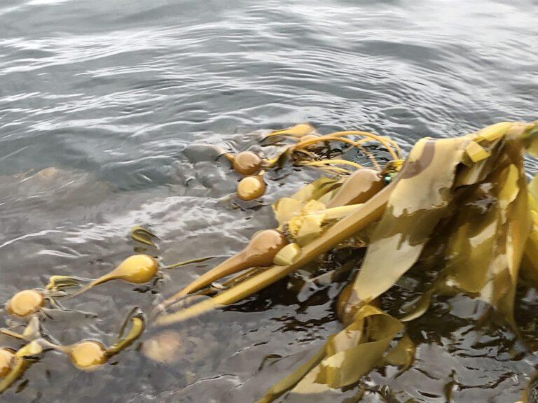 Alaska Seaweed Farm