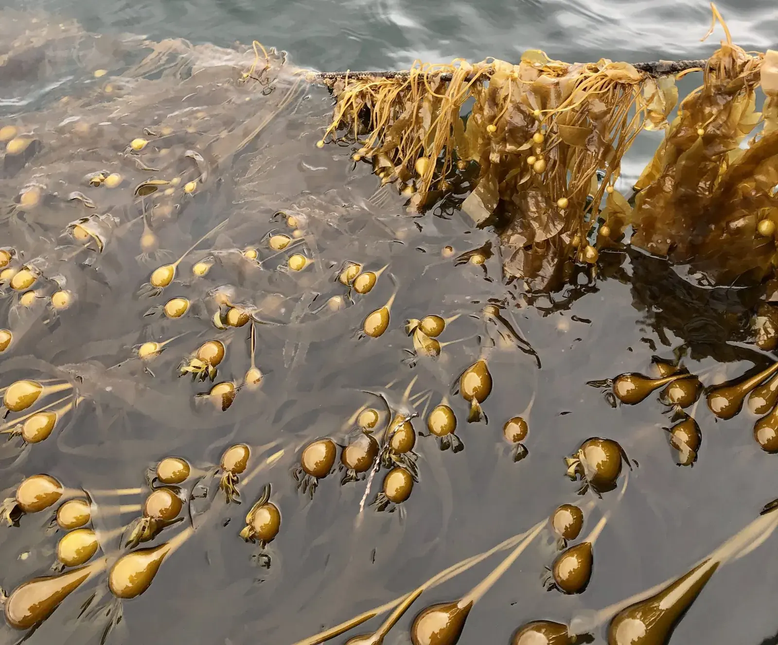 Bull kelp with gas-filled floats spread across the surface