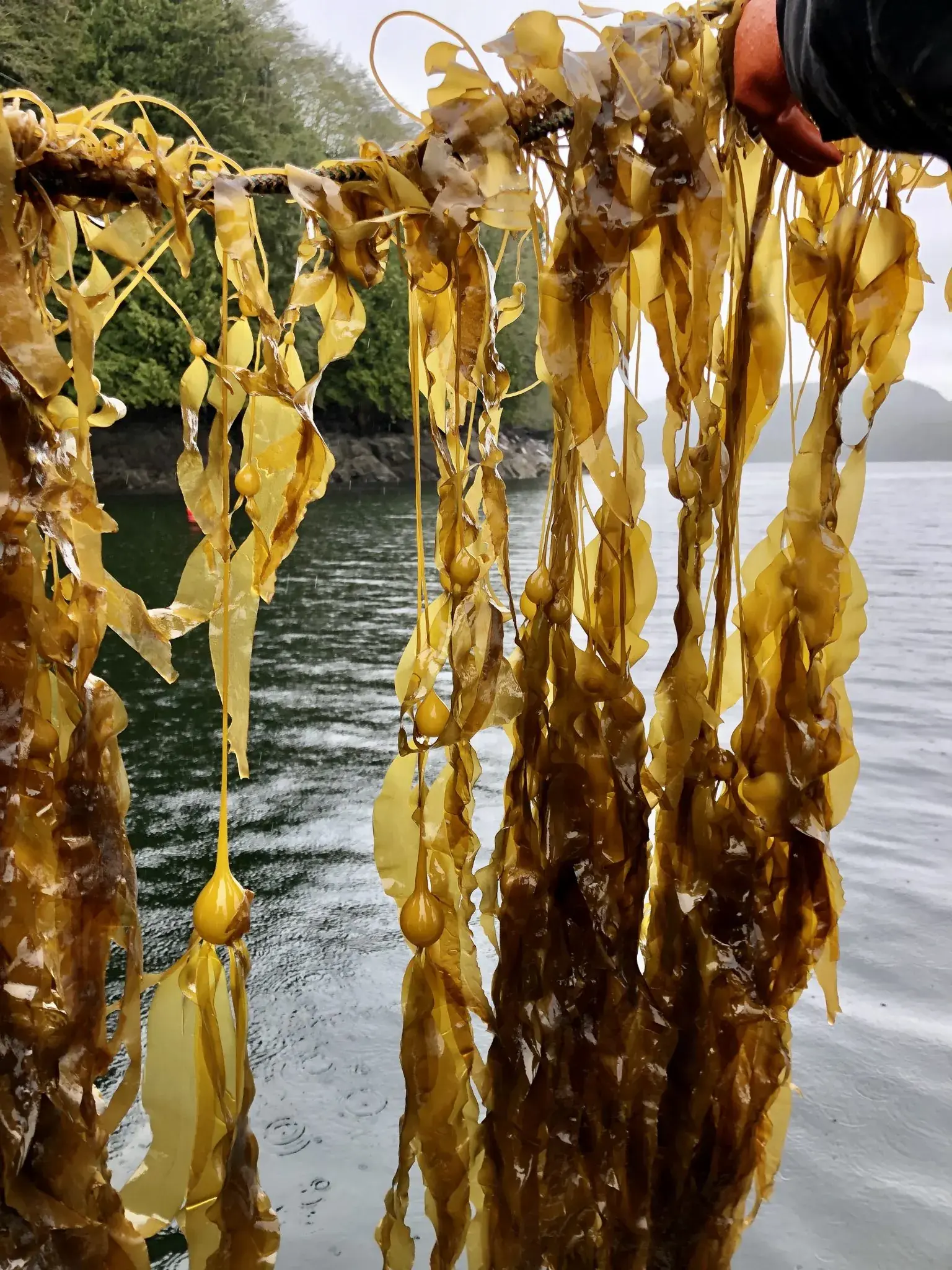 Kelp hanging from a farm line over the water