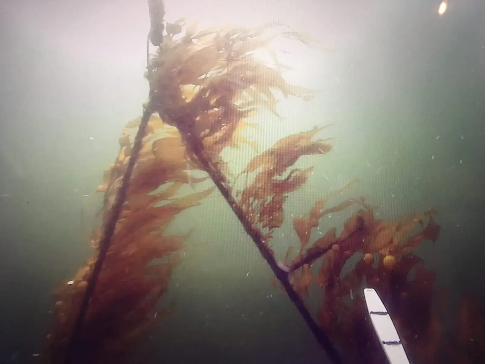 Seaweed growing on a line, seen from below