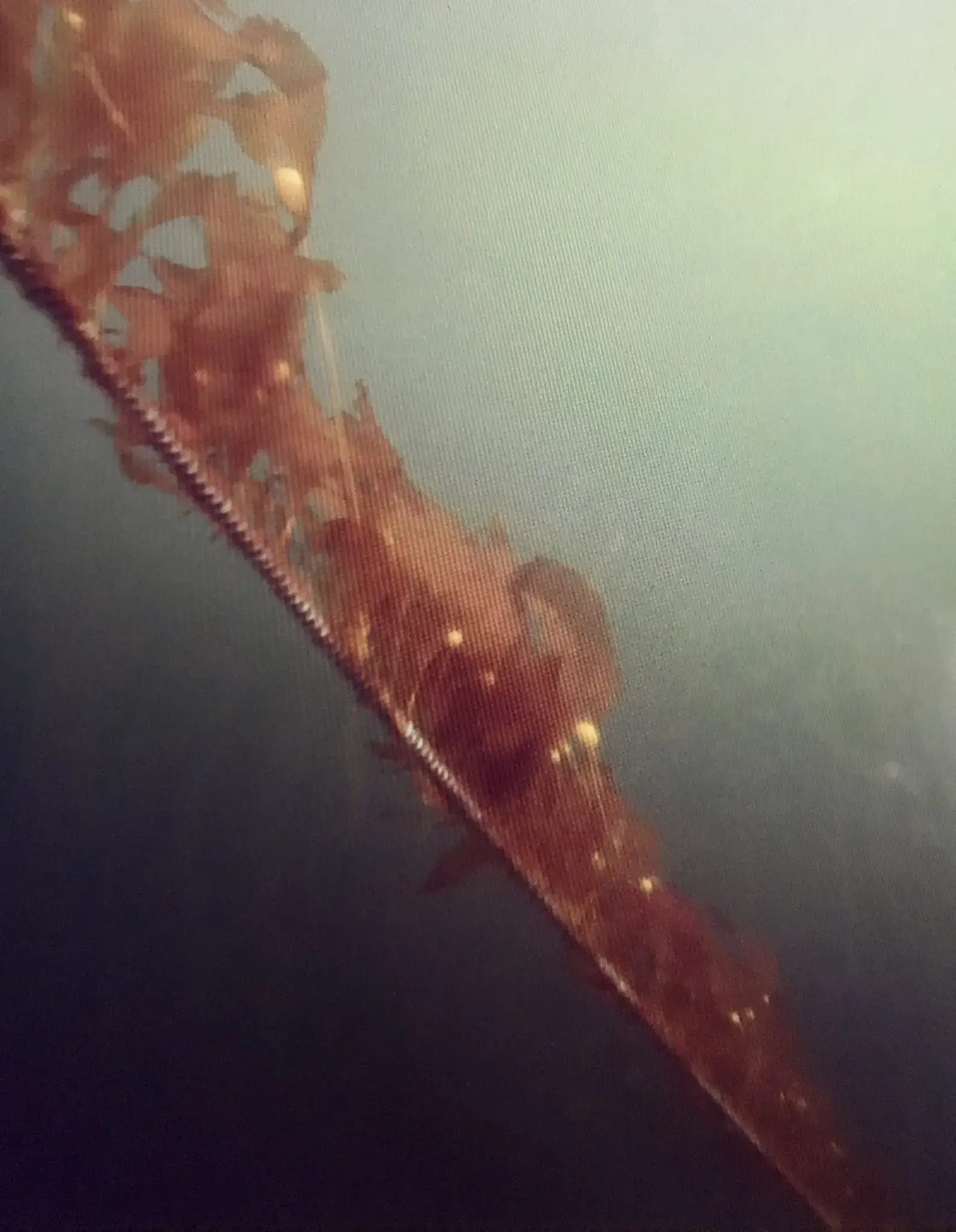 Kelp growing along a line underwater
