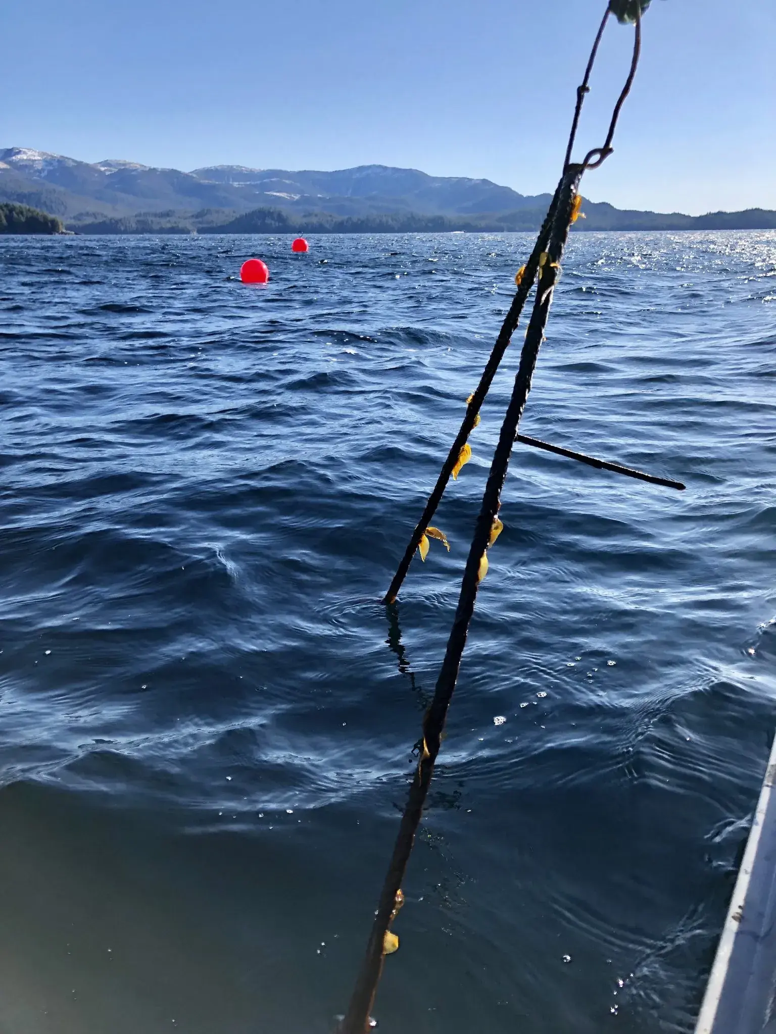 A farm line and buoys in the water